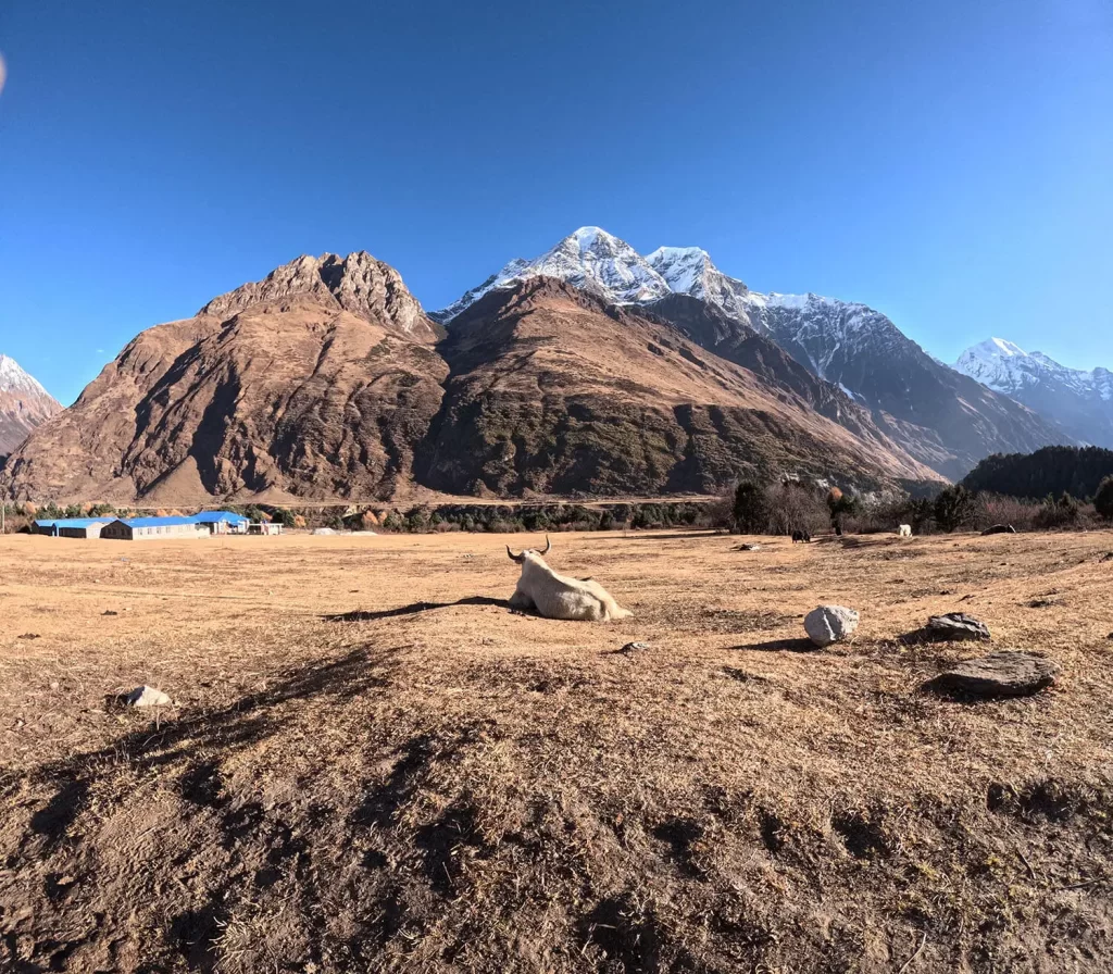 yak-manaslu-mountain
