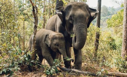 Elephant-Jungle Safari