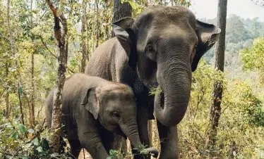 Chitwan-Jungle-Safari