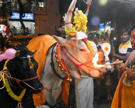 Cow-Festival-of-Tihar-festival