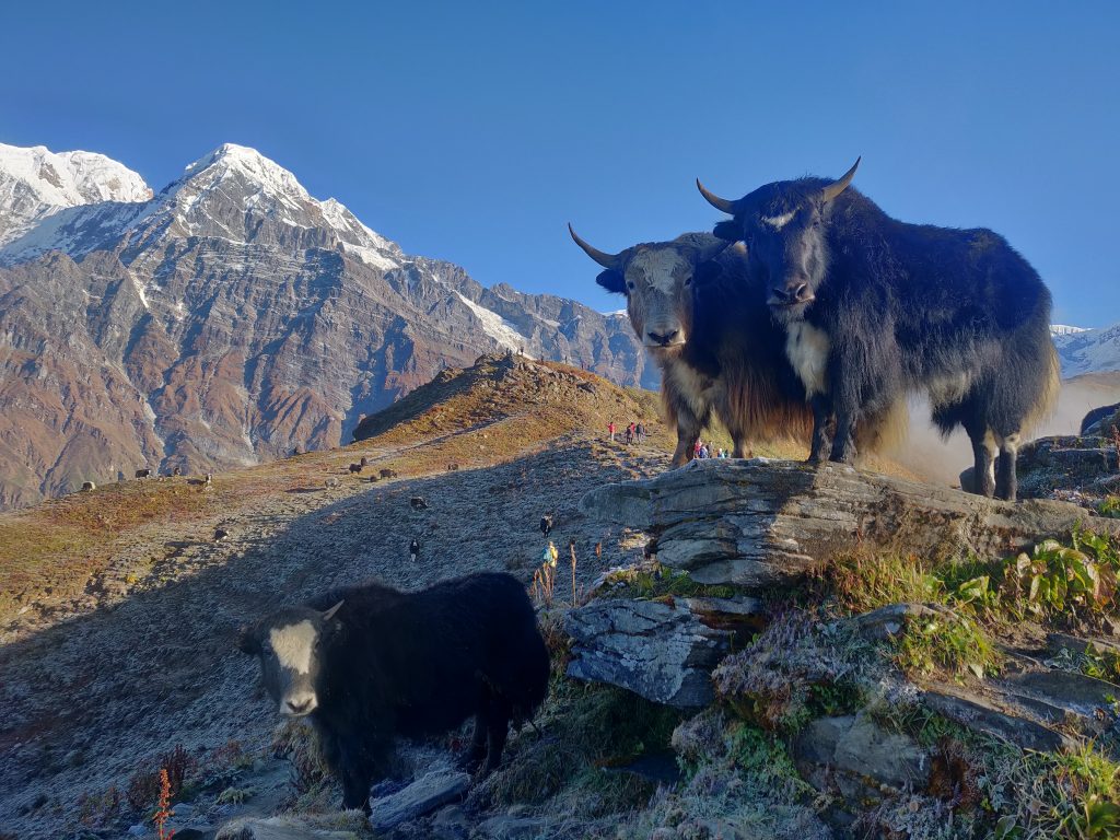 Yaks-in-Everest-Base-Camp-Trekking