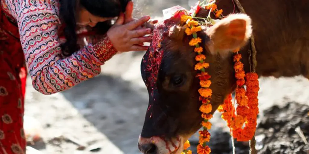 cow-festival