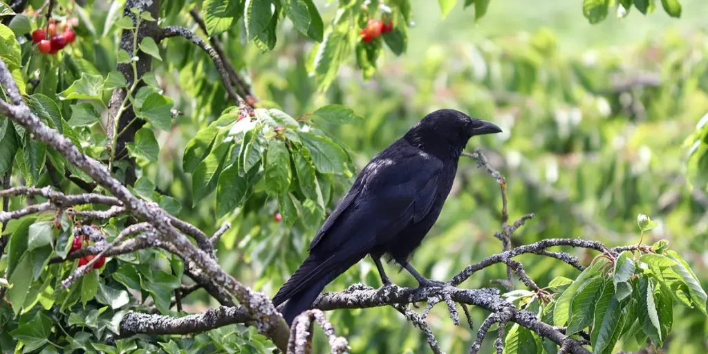 crow-festival