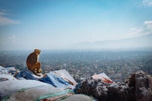 Kathmandu-view-from-monkey-temple