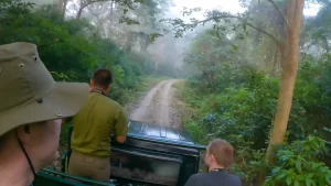 Jungle-safari